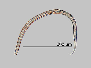  (Teratocephalida - NEMA-40988-D8)  @11 [ ] by-nc (2023) Oleksandr Holovachov Swedish Museum of Natural History