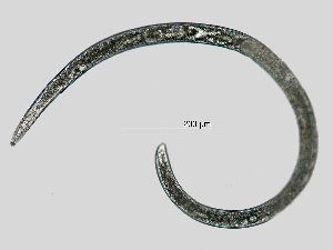  ( - NEMA-40988-F7)  @11 [ ] by-nc (2023) Oleksandr Holovachov Swedish Museum of Natural History