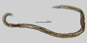 (Eudorylaimus altherri - NEMA-40988-G2)  @11 [ ] by-nc (2023) Oleksandr Holovachov Swedish Museum of Natural History