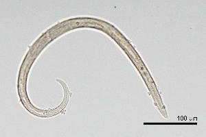  (Cylindrolaiminae - NEMA-40991-B7)  @11 [ ] by-nc (2024) Oleksandr Holovachov Swedish Museum of Natural History