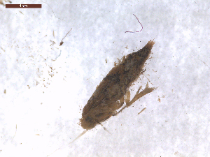  (Phyllonorycter pseudogrewiella - CLV7569)  @11 [ ] CreativeCommons  Attribution Non-Commercial Share-Alike (2019) Carlos Lopez Vaamonde Institut National de la Recherche Agronomique, Zoologie Forestiere