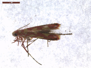  (Macarostola noellineae - CLV7575)  @11 [ ] CreativeCommons  Attribution Non-Commercial Share-Alike (2019) Carlos Lopez Vaamonde Institut National de la Recherche Agronomique, Zoologie Forestiere