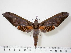  ( - BC-Hax0250)  @14 [ ] Copyright (2010) Jean Haxaire Research Collection of Jean Haxaire