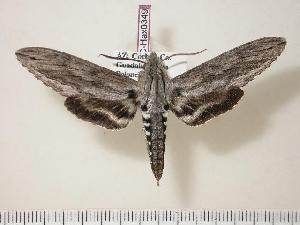  (Sphinx libocedrus libocedrus - BC-Hax0349)  @14 [ ] Copyright (2010) Jean Haxaire Research Collection of Jean Haxaire