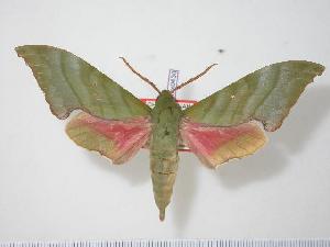  (Rhodoprasina corrigenda - BC-Hax0430)  @14 [ ] Copyright (2010) Jean Haxaire Research Collection of Jean Haxaire