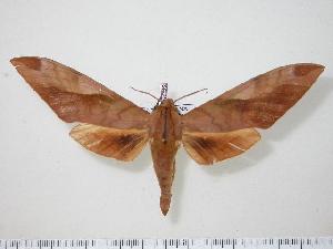  ( - BC-Hax0522)  @14 [ ] Copyright (2010) Jean Haxaire Research Collection of Jean Haxaire
