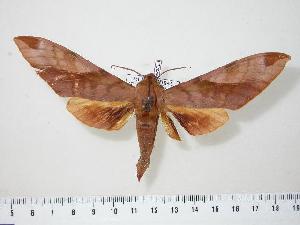 ( - BC-Hax0523)  @14 [ ] Copyright (2010) Jean Haxaire Research Collection of Jean Haxaire