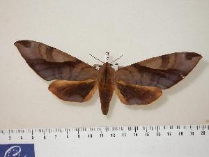  ( - BC-Hax0525)  @14 [ ] Copyright (2010) Jean Haxaire Research Collection of Jean Haxaire