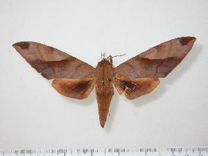  ( - BC-Hax0526)  @14 [ ] Copyright (2010) Jean Haxaire Research Collection of Jean Haxaire