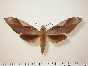  ( - BC-Hax0564)  @14 [ ] Copyright (2010) Jean Haxaire Research Collection of Jean Haxaire