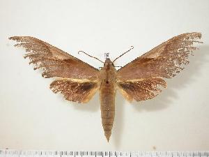  ( - BC-Hax0566)  @14 [ ] Copyright (2010) Jean Haxaire Research Collection of Jean Haxaire