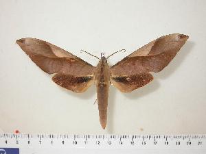  ( - BC-Hax0567)  @14 [ ] Copyright (2010) Jean Haxaire Research Collection of Jean Haxaire