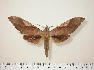  ( - BC-Hax0568)  @15 [ ] Copyright (2010) Jean Haxaire Research Collection of Jean Haxaire