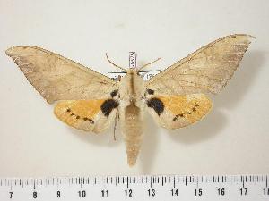  ( - BC-Hax0575)  @14 [ ] Copyright (2010) Jean Haxaire Research Collection of Jean Haxaire