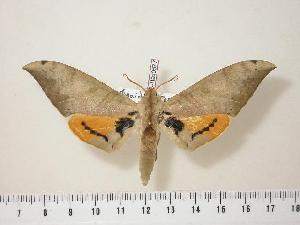  ( - BC-Hax0577)  @14 [ ] Copyright (2010) Jean Haxaire Research Collection of Jean Haxaire