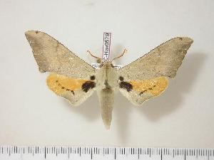  ( - BC-Hax0579)  @14 [ ] Copyright (2010) Jean Haxaire Research Collection of Jean Haxaire