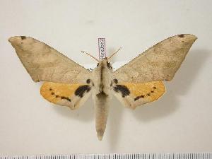  ( - BC-Hax0582)  @14 [ ] Copyright (2010) Jean Haxaire Research Collection of Jean Haxaire