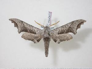  ( - BC-Hax0622)  @14 [ ] Copyright (2010) Jean Haxaire Research Collection of Jean Haxaire