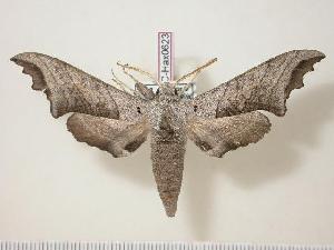  ( - BC-Hax0623)  @14 [ ] Copyright (2010) Jean Haxaire Research Collection of Jean Haxaire