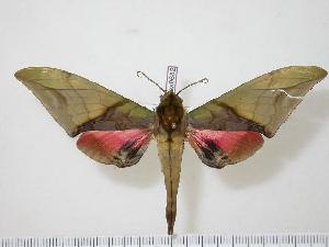  (Callambulyx schintlmeisteri - BC-Hax0682)  @14 [ ] Copyright (2010) Jean Haxaire Research Collection of Jean Haxaire