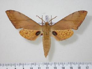  ( - BC-Hax0007)  @14 [ ] Copyright (2010) Jean Haxaire Research Collection of Jean Haxaire