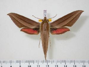  ( - BC-Hax0766)  @14 [ ] Copyright (2010) Jean Haxaire Research Collection of Jean Haxaire