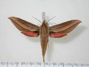  ( - BC-Hax0767)  @14 [ ] Copyright (2010) Jean Haxaire Research Collection of Jean Haxaire