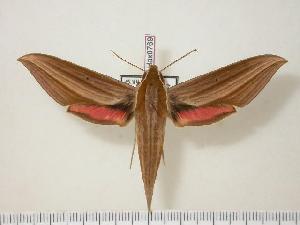  ( - BC-Hax0769)  @14 [ ] Copyright (2010) Jean Haxaire Research Collection of Jean Haxaire