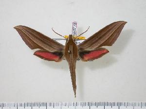  ( - BC-Hax0770)  @14 [ ] Copyright (2010) Jean Haxaire Research Collection of Jean Haxaire