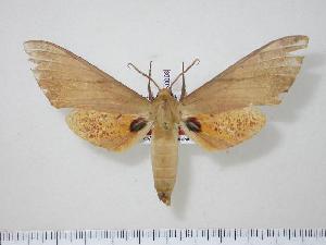  ( - BC-Hax0008)  @14 [ ] Copyright (2010) Jean Haxaire Research Collection of Jean Haxaire