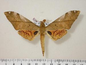  (Platysphinx vicaria vicaria - BC-Hax0009)  @14 [ ] Copyright (2010) Jean Haxaire Research Collection of Jean Haxaire