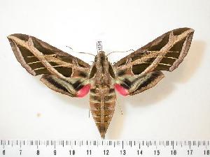  ( - BC-Hax1068)  @14 [ ] Copyright (2010) Jean Haxaire Research Collection of Jean Haxaire