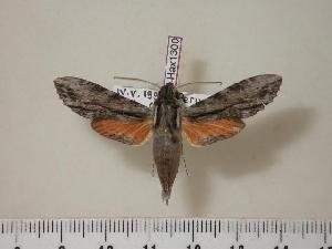  ( - BC-Hax1300)  @12 [ ] Copyright (2010) Jean Haxaire Research Collection of Jean Haxaire