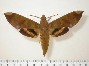  ( - BC-Hax1320)  @13 [ ] Copyright (2010) Jean Haxaire Research Collection of Jean Haxaire