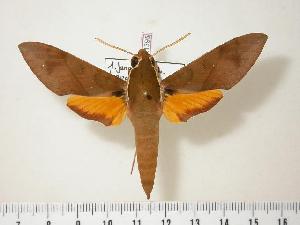  (Gnathothlibus vanuatuensis - BC-Hax1395)  @14 [ ] Copyright (2010) Jean Haxaire Research Collection of Jean Haxaire