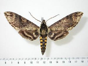  ( - BC-Hax1580)  @14 [ ] Copyright (2010) Jean Haxaire Research Collection of Jean Haxaire