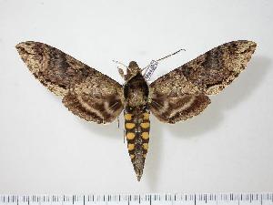  ( - BC-Hax1585)  @14 [ ] Copyright (2010) Jean Haxaire Research Collection of Jean Haxaire