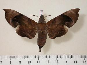  (Eurypteryx obtruncata - BC-Hax2065)  @14 [ ] Copyright (2010) Jean Haxaire Research Collection of Jean Haxaire