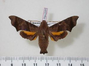  ( - BC-Hax2085)  @13 [ ] Copyright (2010) Jean Haxaire Research Collection of Jean Haxaire
