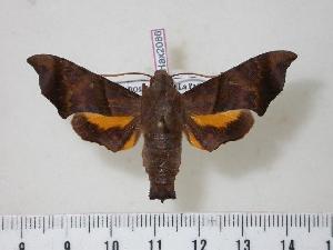  ( - BC-Hax2086)  @14 [ ] Copyright (2010) Jean Haxaire Research Collection of Jean Haxaire
