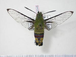  (Cephonodes melanogaster - BC-Hax2346)  @15 [ ] Copyright (2010) Jean Haxaire Research Collection of Jean Haxaire