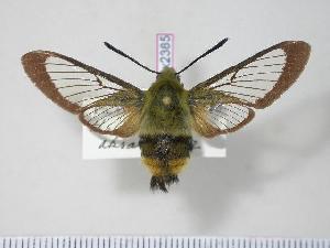  (Hemaris aksana - BC-Hax2385)  @14 [ ] Copyright (2010) Jean Haxaire Research Collection of Jean Haxaire