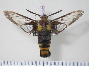  (Hemaris staudingeri - BC-Hax2386)  @14 [ ] Copyright (2010) Jean Haxaire Research Collection of Jean Haxaire