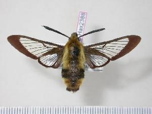  (Hemaris affinis - BC-Hax2388)  @15 [ ] Copyright (2010) Jean Haxaire Research Collection of Jean Haxaire
