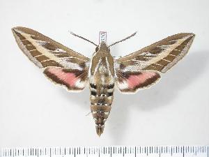  ( - BC-Hax2630)  @12 [ ] Copyright (2010) Jean Haxaire Research Collection of Jean Haxaire