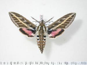  ( - BC-Hax2636)  @12 [ ] Copyright (2010) Jean Haxaire Research Collection of Jean Haxaire