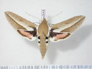  ( - BC-Hax2649)  @14 [ ] Copyright (2010) Jean Haxaire Research Collection of Jean Haxaire