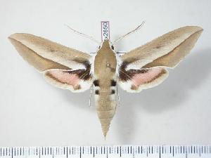  ( - BC-Hax2650)  @14 [ ] Copyright (2010) Jean Haxaire Research Collection of Jean Haxaire