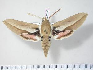  ( - BC-Hax2651)  @14 [ ] Copyright (2010) Jean Haxaire Research Collection of Jean Haxaire