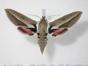  ( - BC-Hax2652)  @14 [ ] Copyright (2010) Jean Haxaire Research Collection of Jean Haxaire